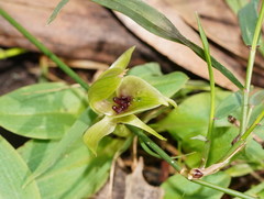 Chiloglottis jeanesii