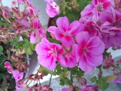 Pelargonium peltatum