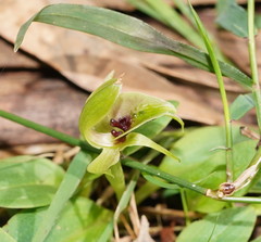 Chiloglottis jeanesii
