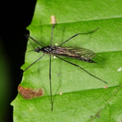 Gnophomyia tristissima