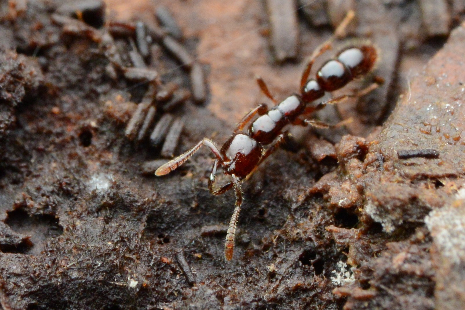 Myopias tenuis
