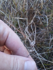 Scleria pauciflora