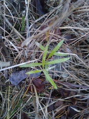 Asclepias viridiflora