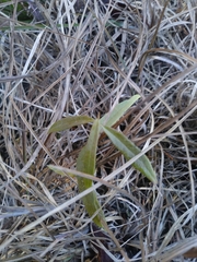 Asclepias viridiflora
