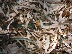 Coenonympha pamphilus