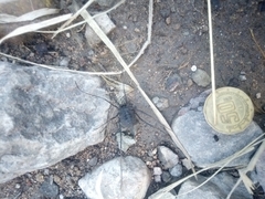Diguetinus raptator