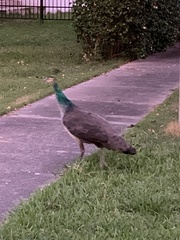 Pavo cristatus × muticus