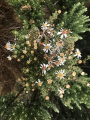 Diplostephium ericoides