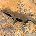 Boulton's Namib Day Gecko - Photo (c) Mhairi McFarlane, some rights reserved (CC BY-NC), uploaded by Mhairi McFarlane