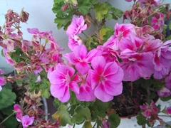 Pelargonium peltatum
