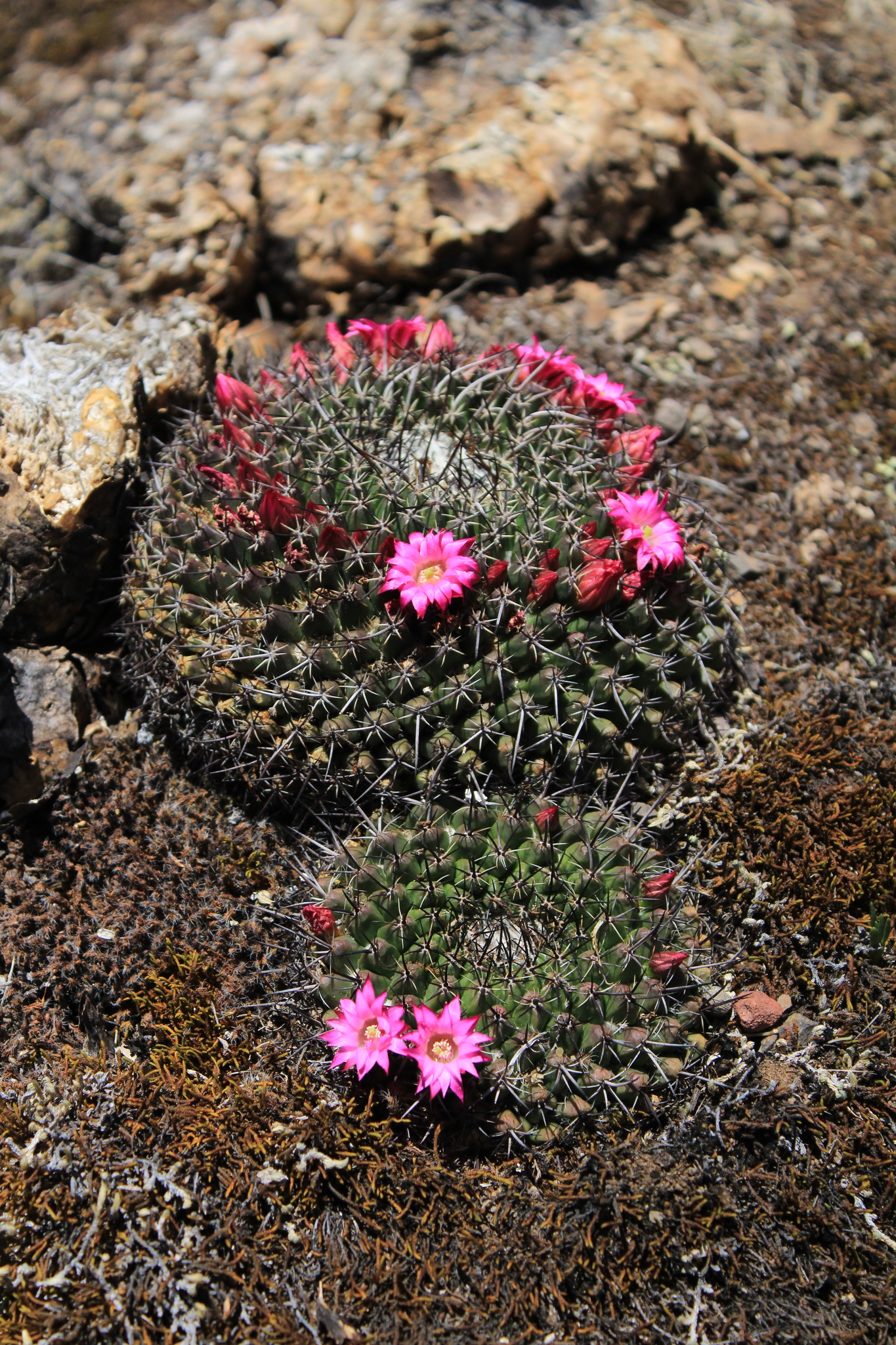 Mammillaria mystax