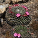 Mammillaria mystax - Photo 由 Miguel Ángel Cruz Ramirez 所上傳的 (c) Miguel Ángel Cruz Ramirez，保留部份權利CC BY-NC