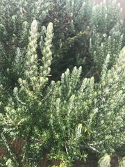 Diplostephium ericoides