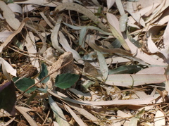Coenonympha pamphilus