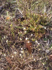 Symphyotrichum depauperatum