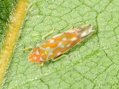 Erythroneura rubra