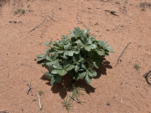 small Indian breadroot (Pediomelum pentaphyllum)