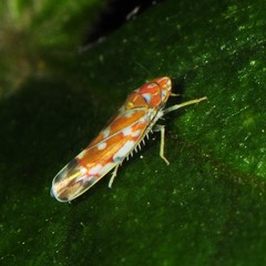 Erythroneura rubra