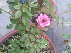 Rosa chinensis