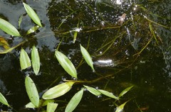 Potamogeton octandrus