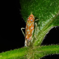 Erythroneura rubra