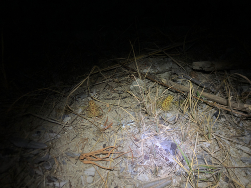 Duttaphrynus melanostictus