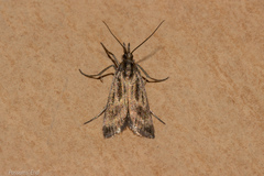 Orocrambus corruptus