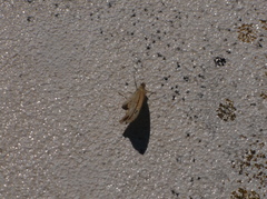 Coenonympha pamphilus