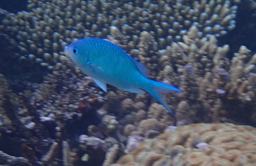 Chromis observed 2025-07-15