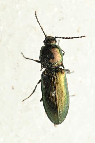 Nitidolimonius weidtii