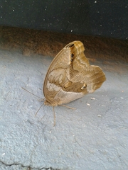 Eryphanis
