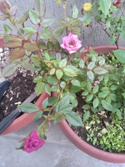 Rosa chinensis