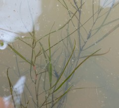 Potamogeton octandrus
