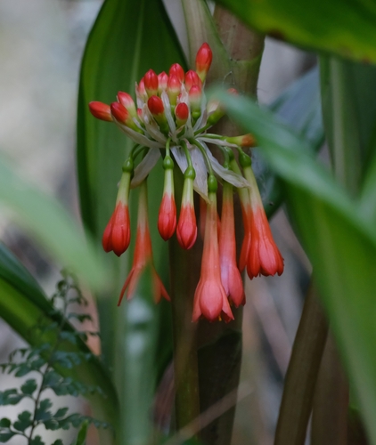 Rwenzori Bloodlily