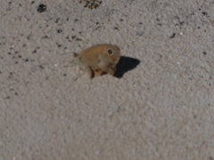 Coenonympha pamphilus