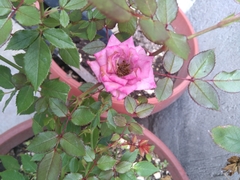 Rosa chinensis