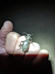 Baeoglossa anthracina