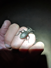 Baeoglossa anthracina