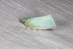 Colgaroides acuminata