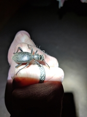 Baeoglossa anthracina