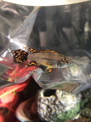 Apistogramma cacatuoides