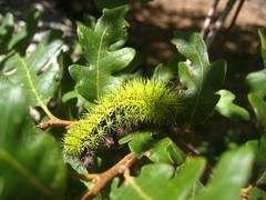 Automeris zephyria