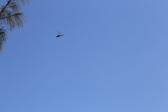 Tramea transmarina euryale