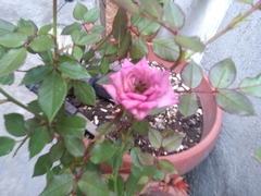 Rosa chinensis