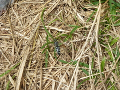 Stictia signata