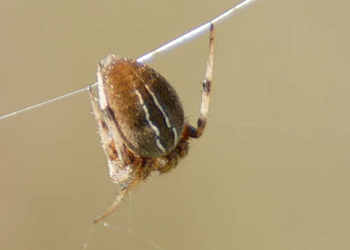 Marsh Orbweaver