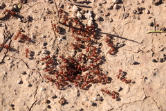 Pogonomyrmex barbatus