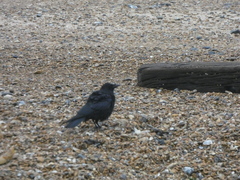 Corvus corone
