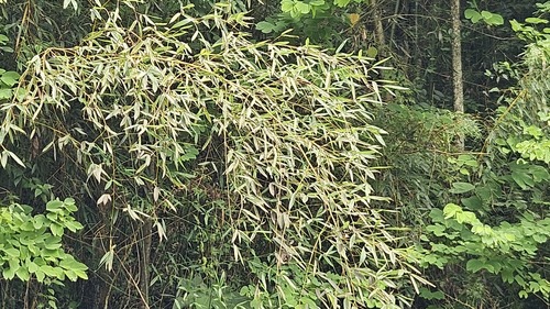 Phyllostachys makinoi, photograph 6