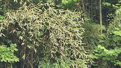 Phyllostachys makinoi, photograph (c) 胡正恆(Jackson Hu), some rights reserved (CC BY)